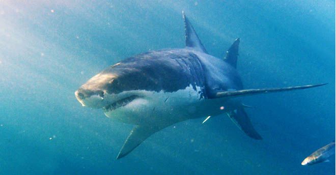 Squali Avvistati A Malta E Sicilia: Quali Specie Popolano I Mari?